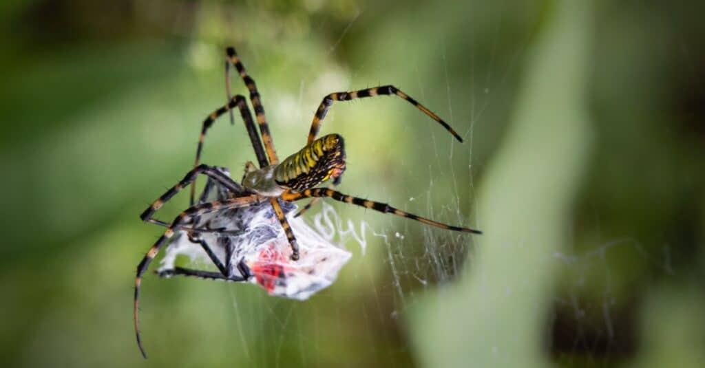 A garden spider spins a web around a spotted lanternfly