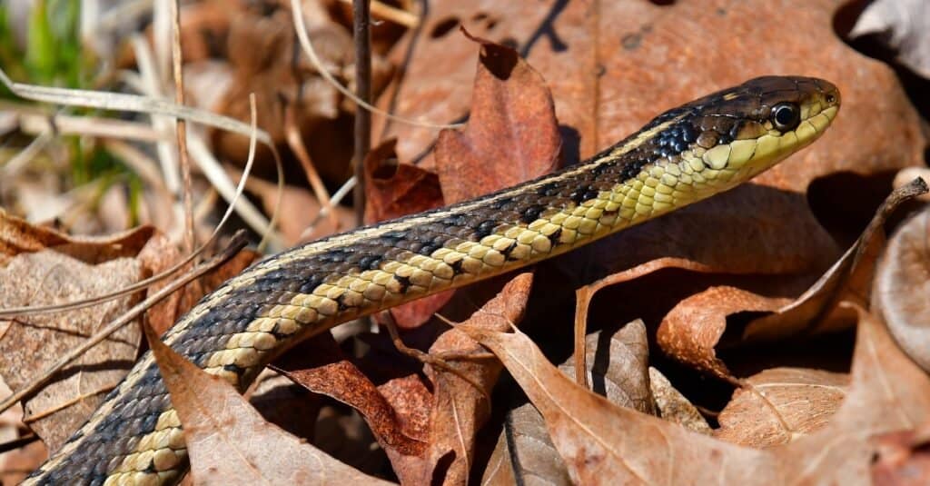 Garter Snake in Fall Leaves