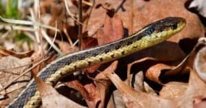 Discover Why Virginia Named the Eastern Garter Snake Its State Reptile Picture