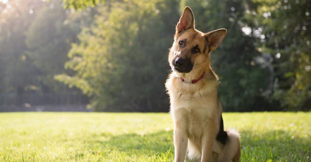 Norwegian Elkhound vs German Shepherd