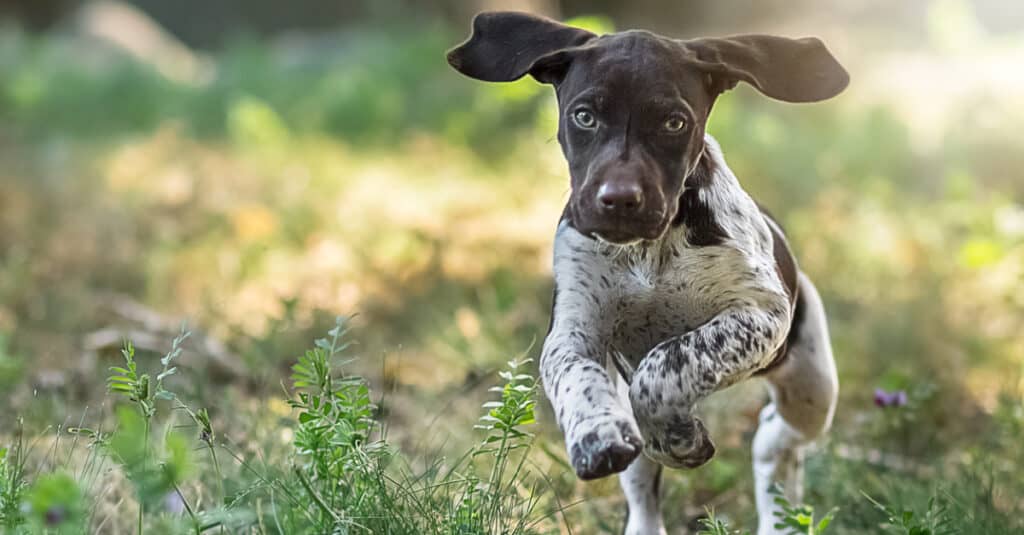 German Shorthaired Pointer Puppy Running