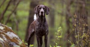 English Pointer vs German Shorthaired Pointer: What’s the Difference? Picture