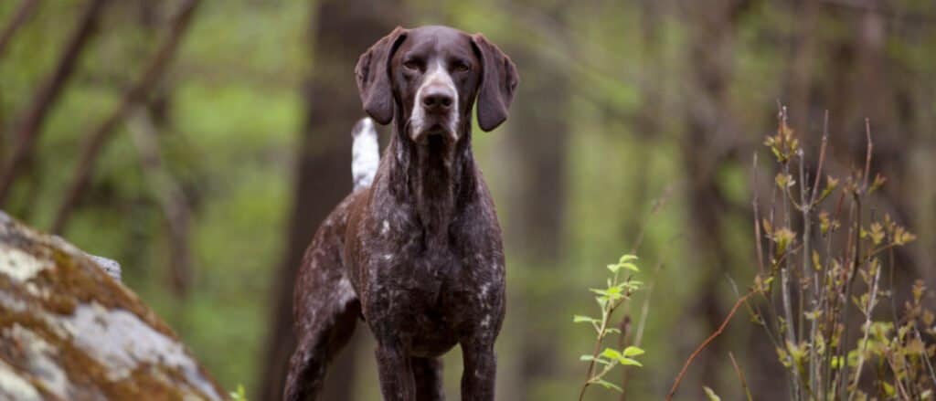 German Shorthaired Pointer in the Woods