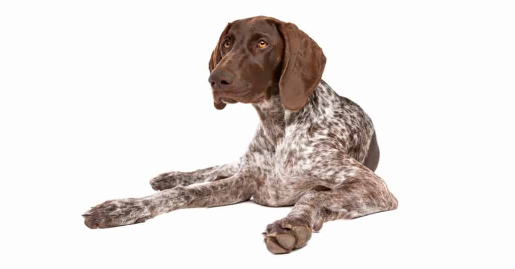 German Shorthaired Pointerr- Isolated