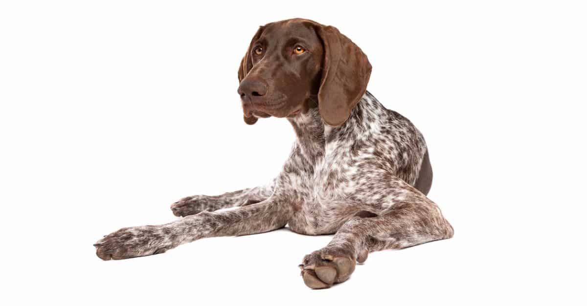 are german shorthaired pointers hyper