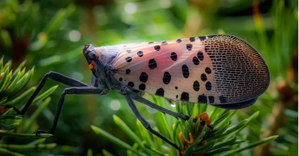 Get Rid of Spotted Lanternflies