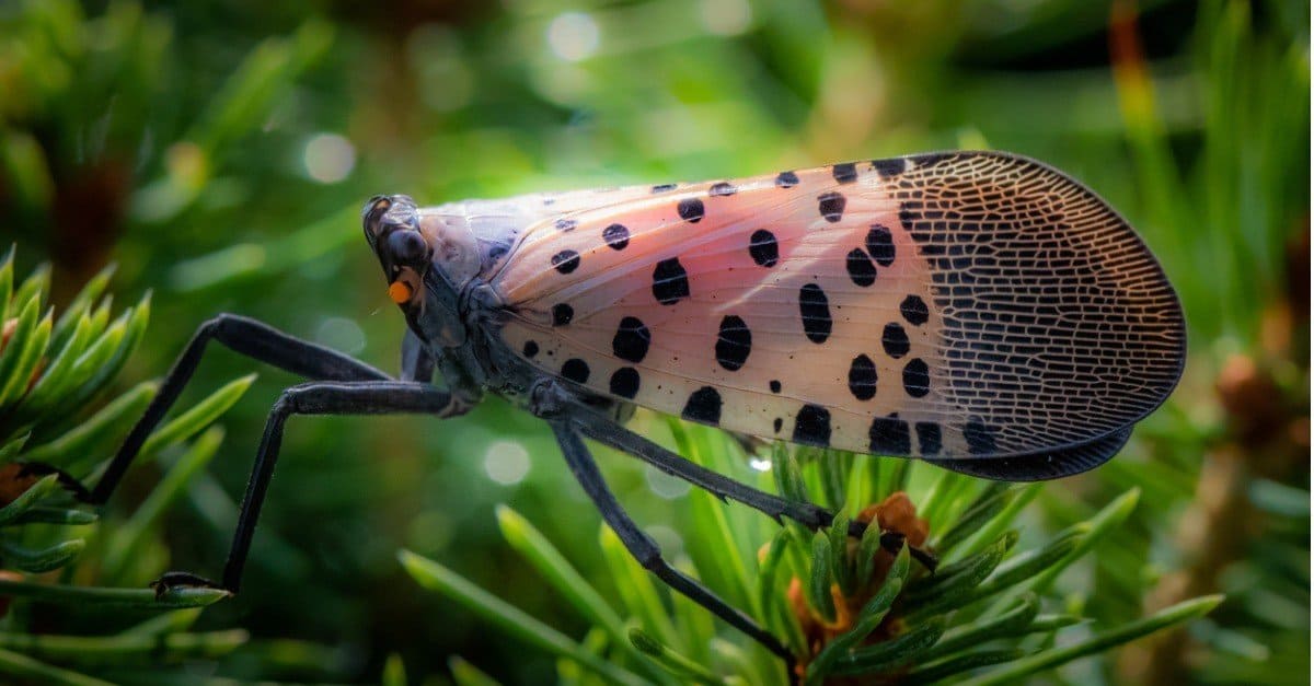 What Does Lanternflies Eat