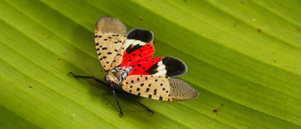 Get Rid of Spotted Lanternflies