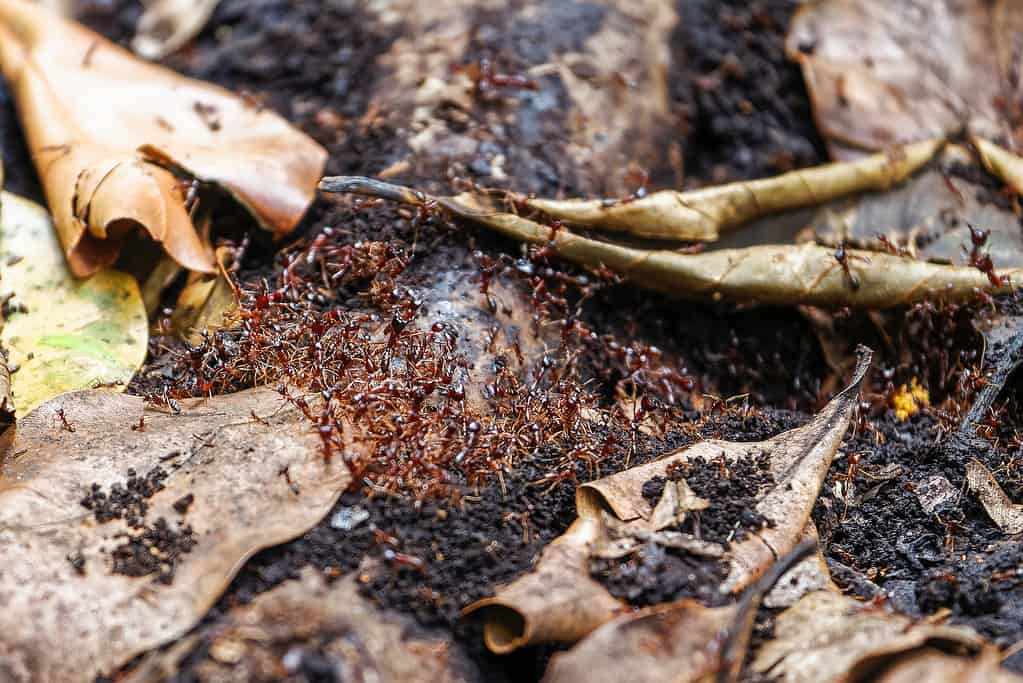 Dorylus. Driver ants. Siafu ants. Zanzibar, Tanzania.