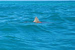Porbeagle shark breaching in the ocean.