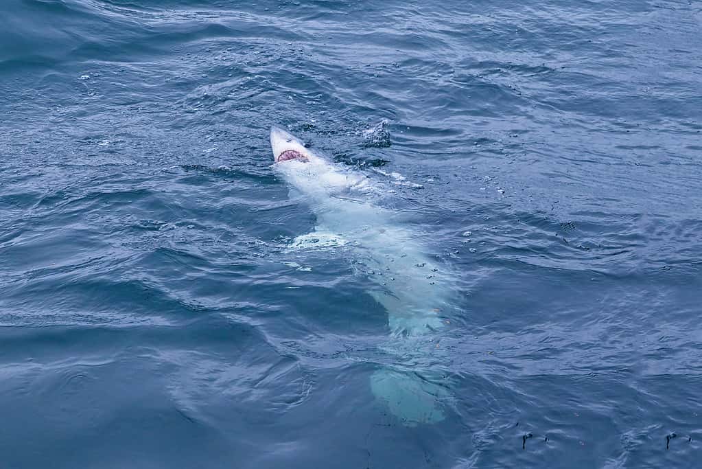 Porbeagle shark caught on a fisherman's line.