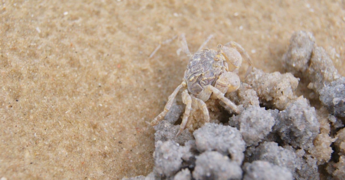 Baby ghost crab is molding sand in round shape and digging hole to build its house at the beach.