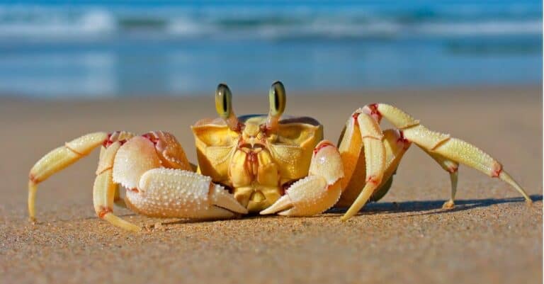 Alert ghost crab (Ocypode ryderi) on the beach, South Africa