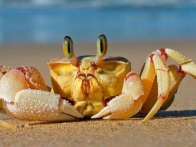 A Ghost Crab