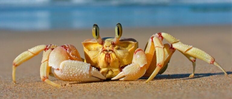 Ghost crab close-up