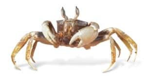 Ocypode ceratophthalmus, Ghost crab isolated on white background.