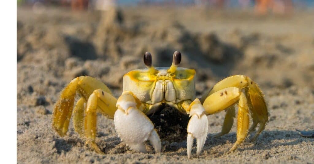 A low angle close up of a ghost crab on a beach in the foreground.