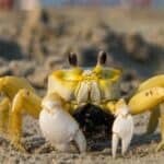 Ghost crabs