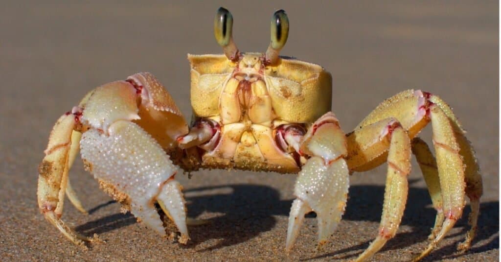 Ghost Crab, Animal, Africa, Alertness, Animal Body Part