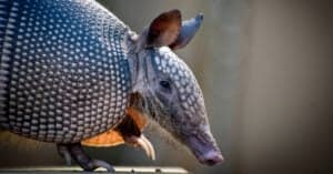 10 Incredible Armadillo Facts Picture