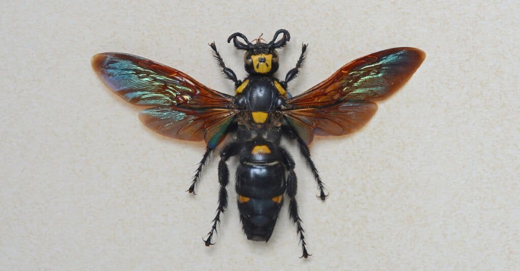 Largest Wasps - Giant Scoliid Wasp
