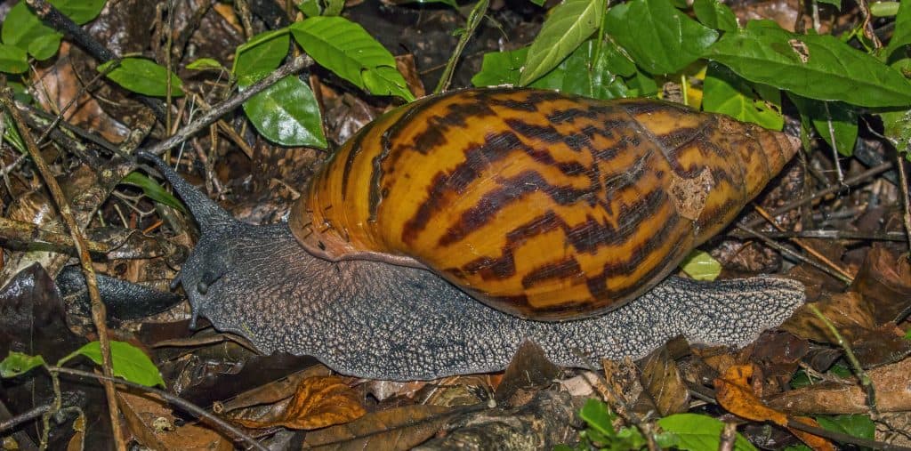largest snails
