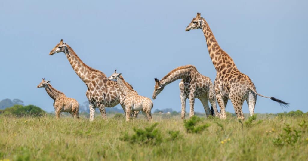 Animal Groups – Tower of Giraffes