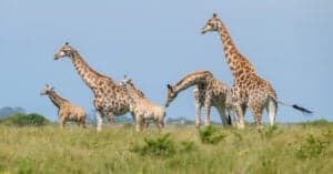 Giraffes Fighting Looks Like the Most Bizarre Game of Swing Ball You’ve Ever Seen Picture