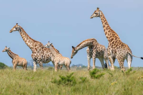 A tower of grazing giraffes can eat hundreds of pounds of leaves per week, reaching their long necks to forage leaves, seeds, fruit, buds and tree branches.