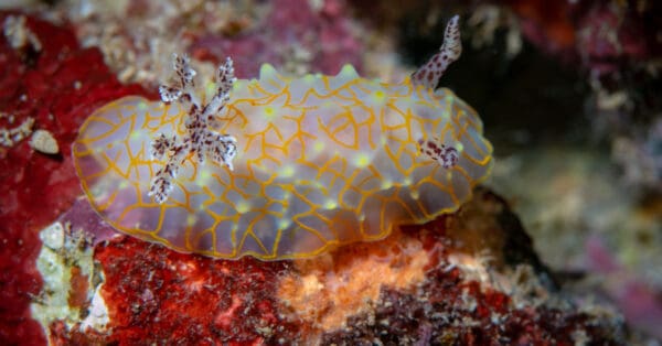 Vivid Yellow Animals That Are Rare and Beautiful - A-Z Animals Slideshows
