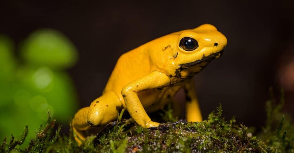 Yellow Animal - Golden Poison Dart Frog
