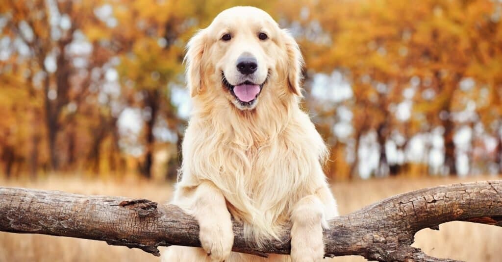 difference between american golden retriever and english golden retriever