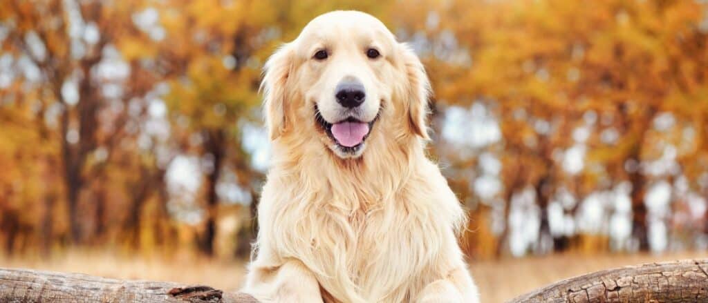 Golden Retrievers shed all year round but more so at certain times of the year