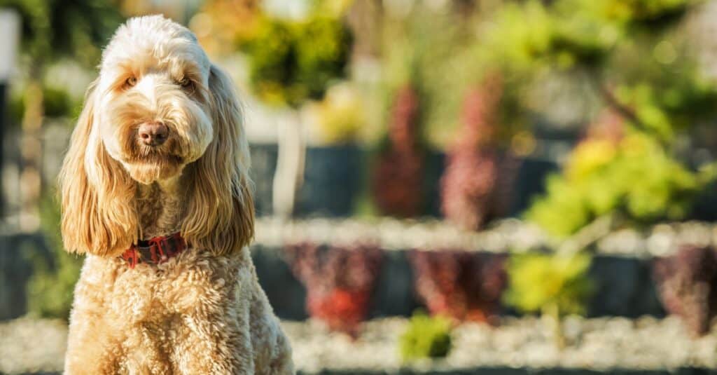 Goldendoodle