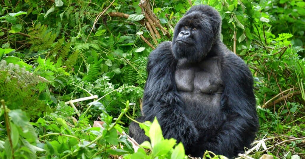 How long do gorillas live?