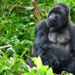 Gorillas not only use sweat to cool down but also as a means of communication.