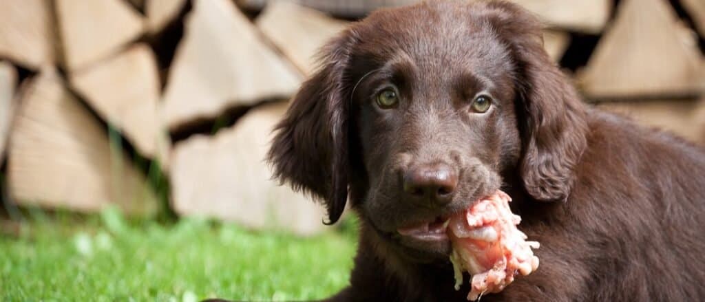 Grain Free Dog Food