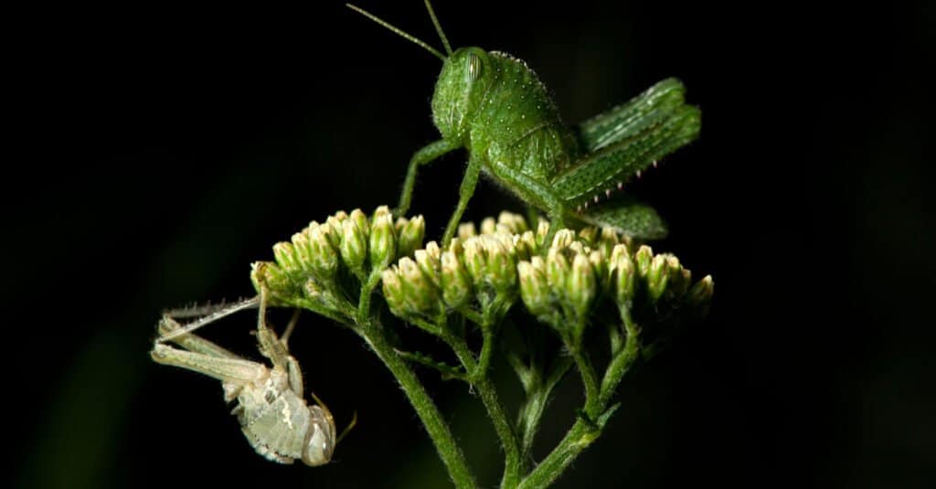katydid vs grasshopper