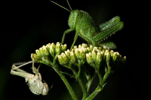 In roughly two months, grasshoppers morph from an egg to an adult.