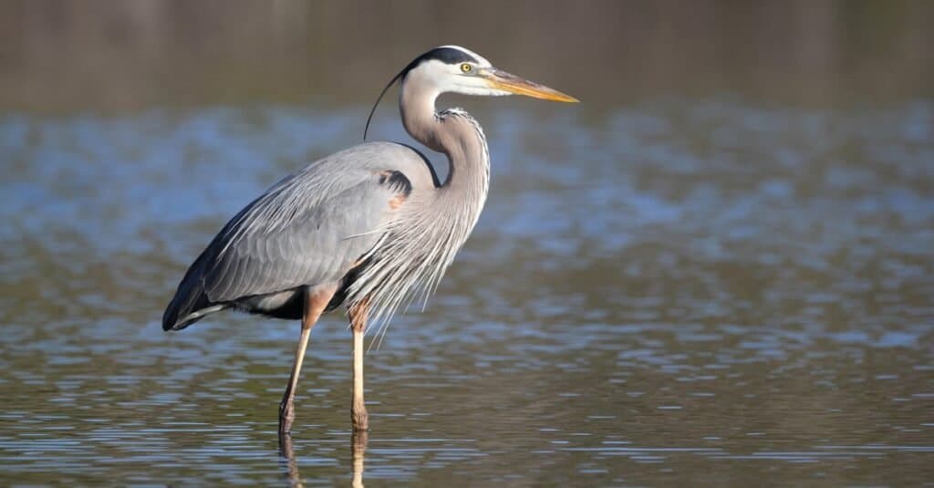 Great Blue Heron (Ardea herodias) in Fort Myers Beach, Florida.