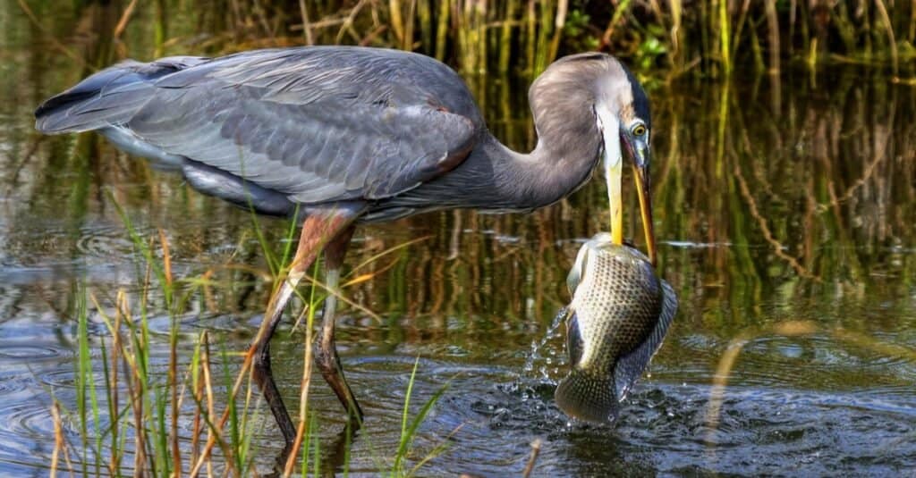 What do herons eat - Great Blue Heron catching a huge fish.