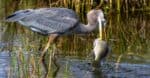 Great Blue Heron catching a huge fish.