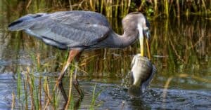What do Great Blue Herons Eat? 15 Foods in their Diet Picture