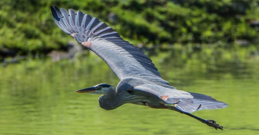 Great Blue Heron flying over water.