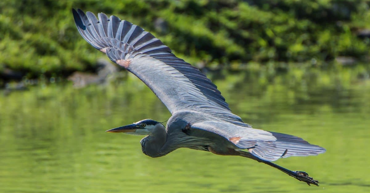 Grey Heron Vs Blue Heron What Are The Differences A Z Animals   Great Blue Heron Flying 