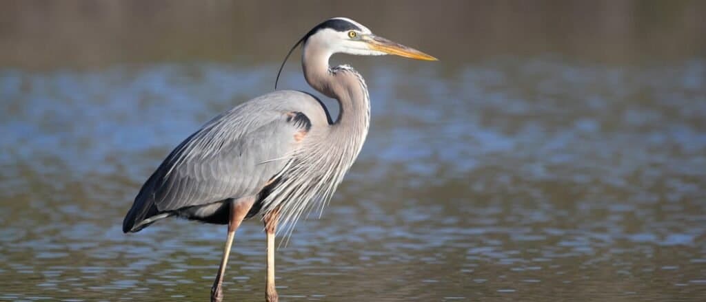 Great Blue Heron (Ardea herodias) at Fort Myers Beach, Florida.