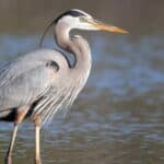 Great blue heron