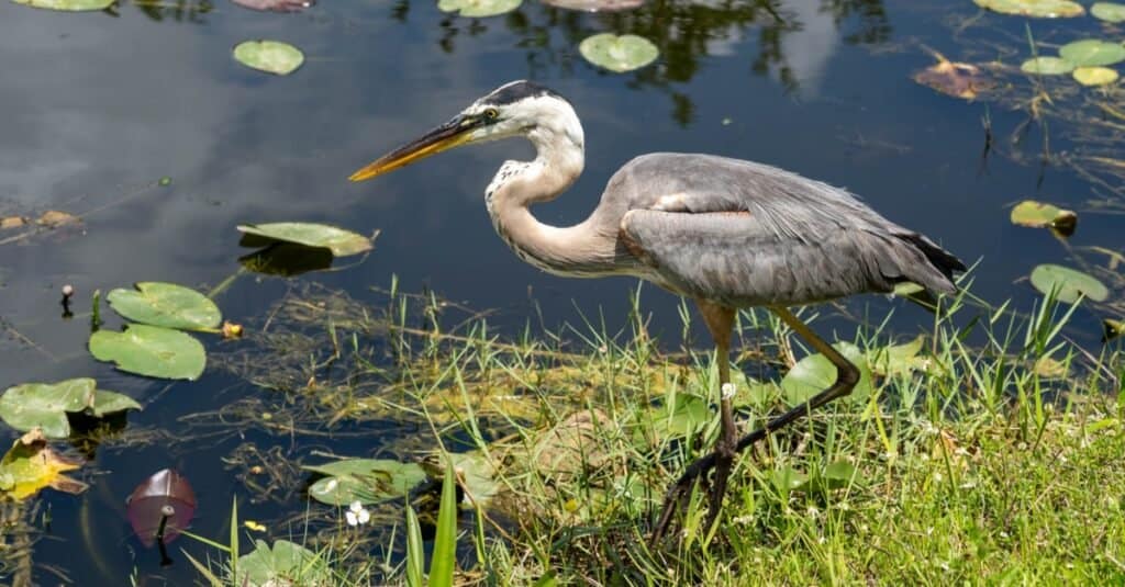 Great Blue Heron fishing in Florida Everglades.