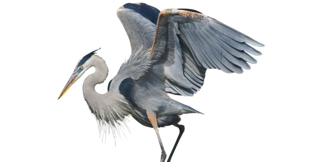 Great Blue Heron, isolated on white background.