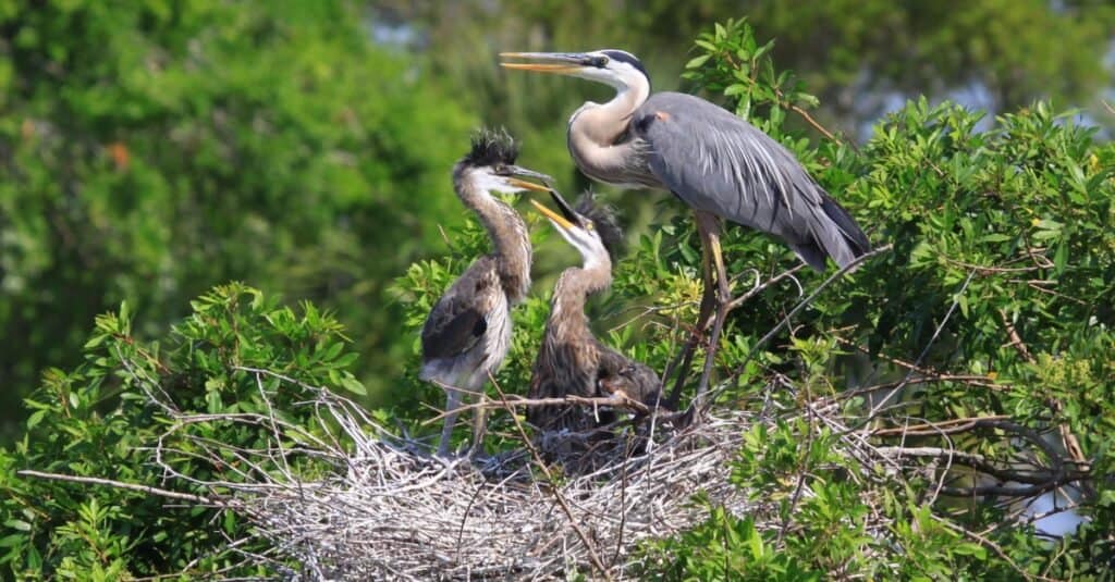 Great Blue Heron and 2 baby chicks in the nest.